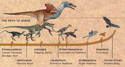 Bird Evolution Chart